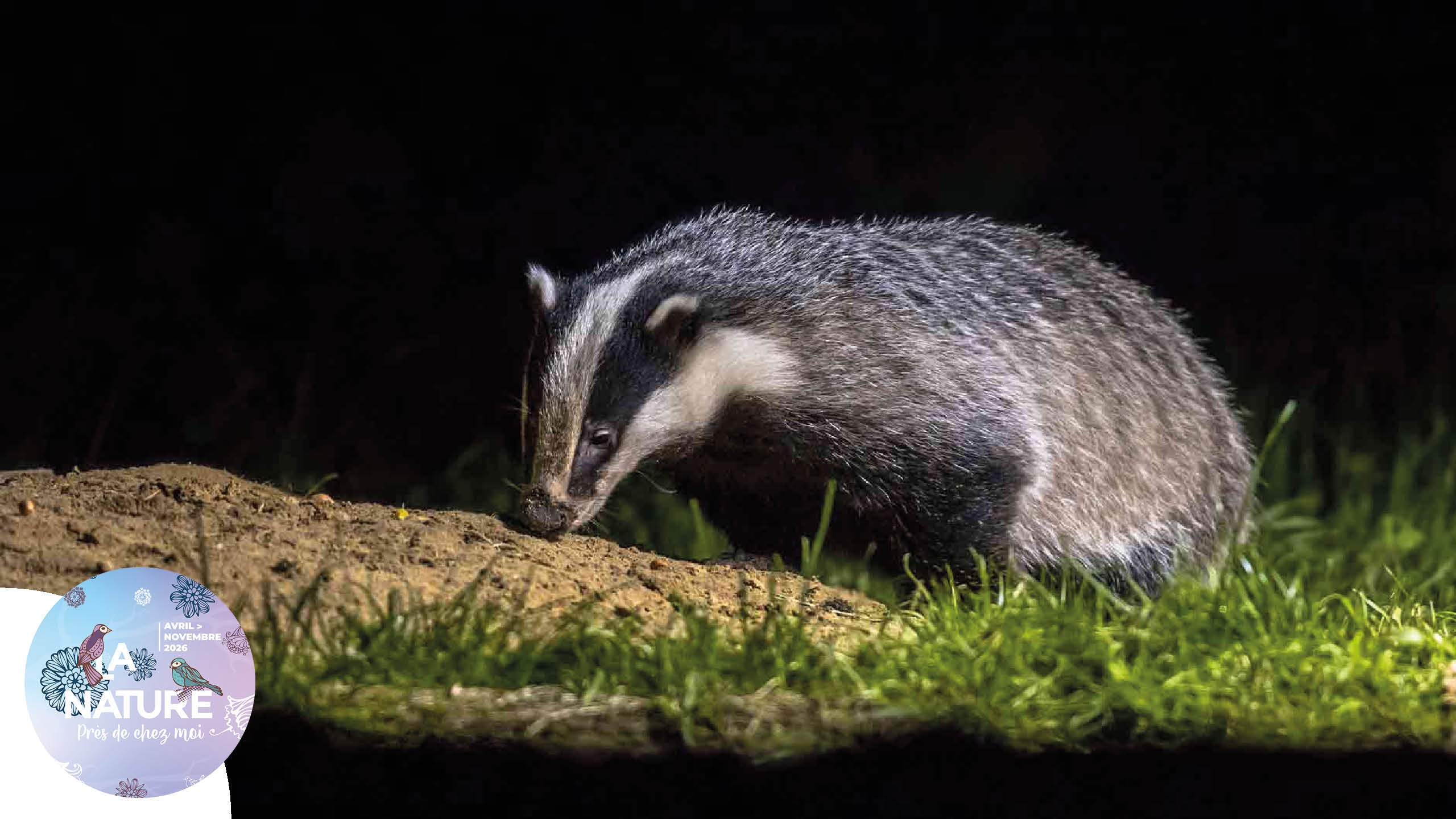 Sortie "Sur les traces du blaireau" à Riedisheim