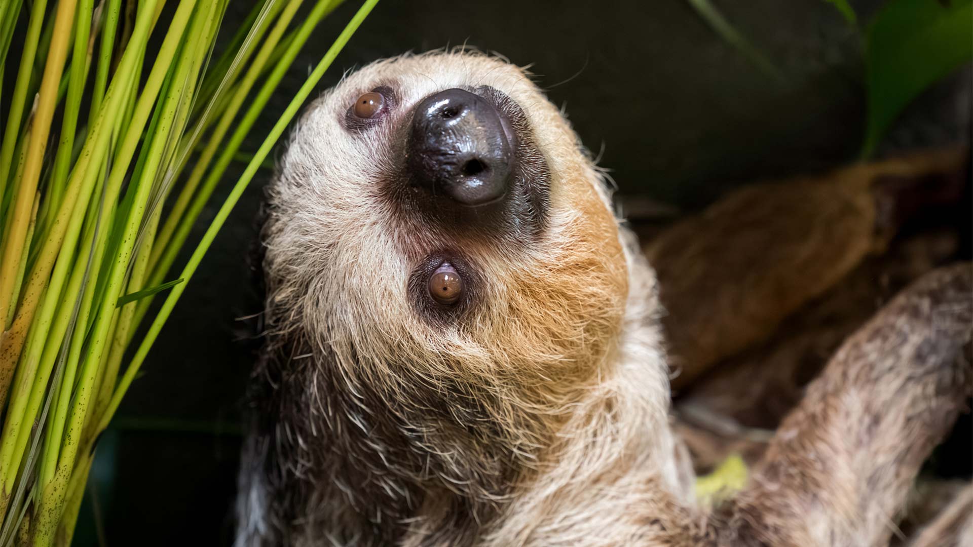 Paresseux à deux doigts au Parc Zoologique & Botanique de Mulhouse