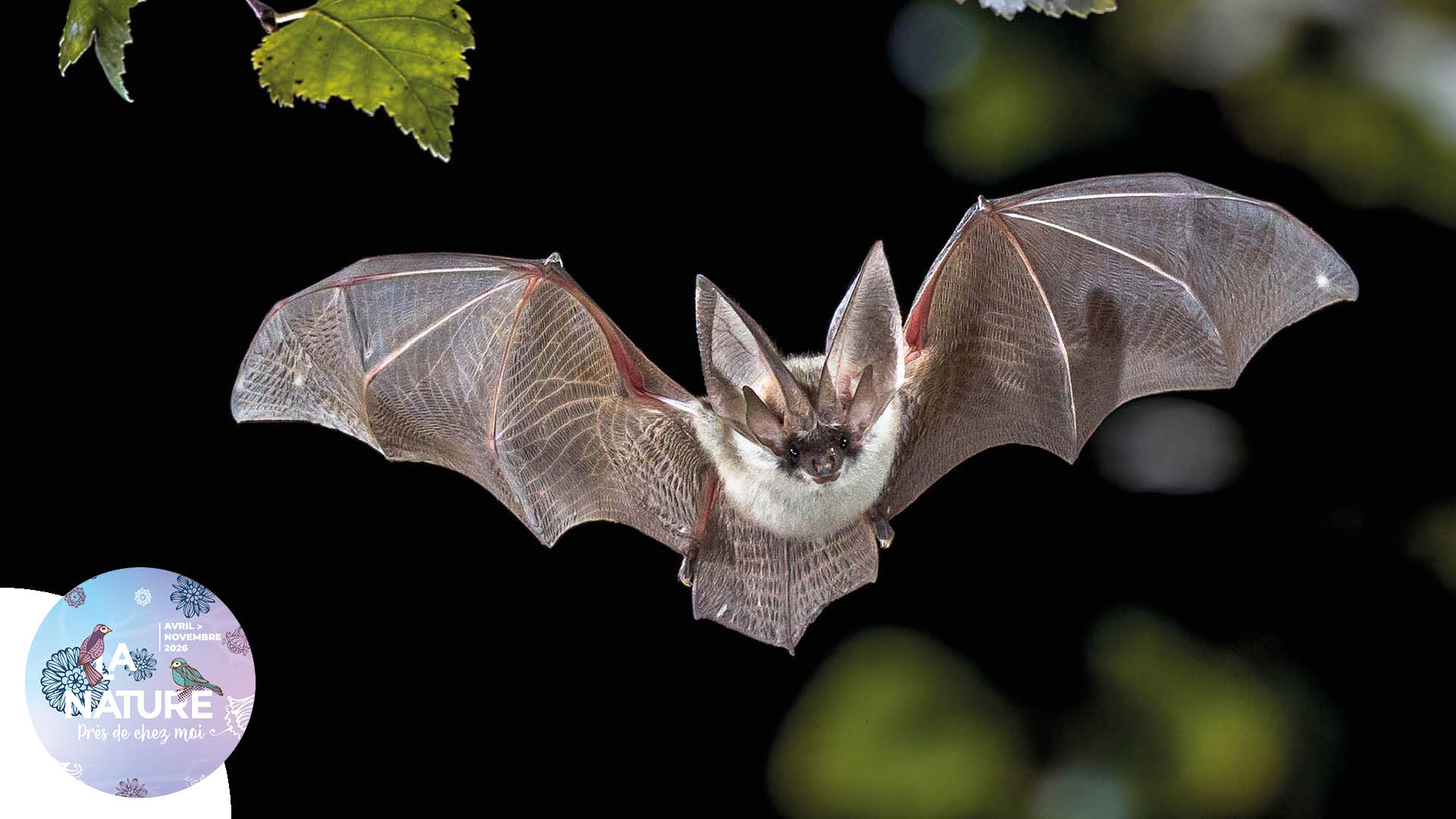 Sortie "Rencontre nocturne avec la chauve-souris" à Ottmarsheim