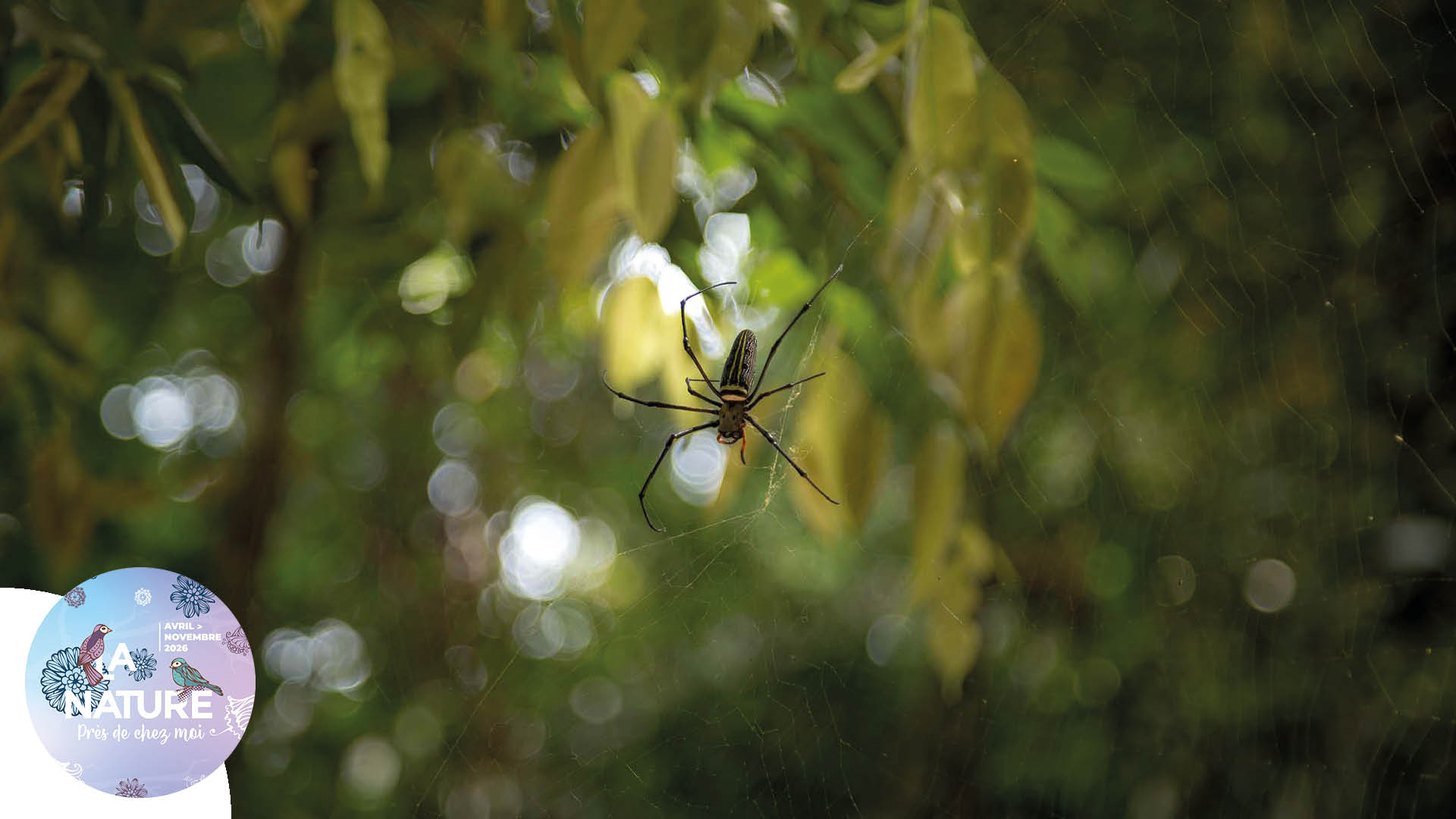 Sortie "Les mal-aimées de la forêt" à Zillisheim