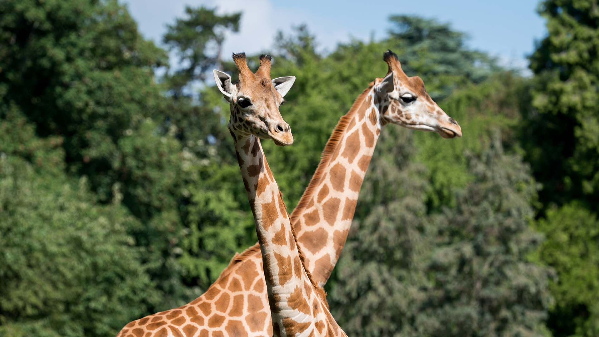Girafes du Kordofan