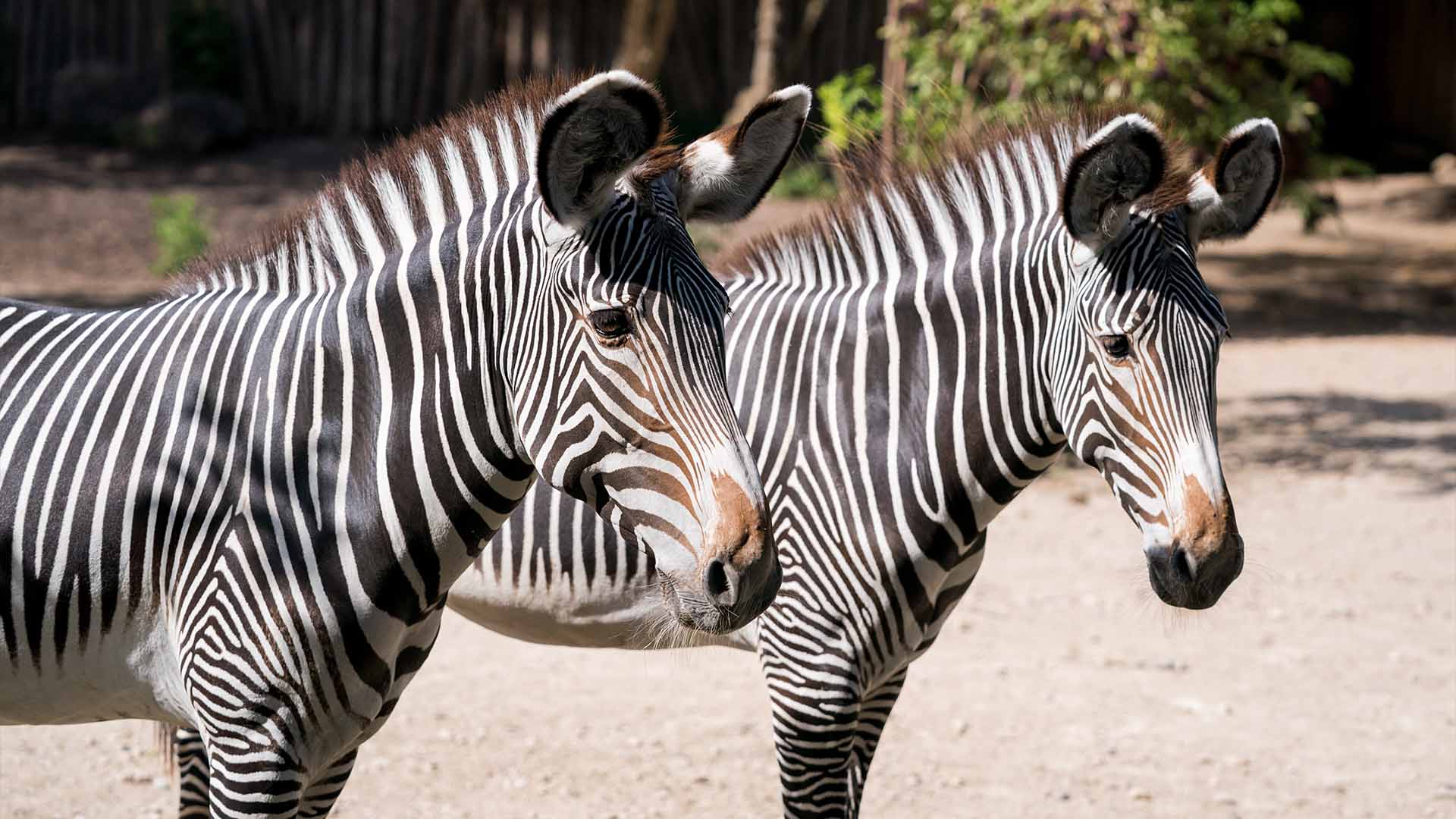 Zèbres de Grévy