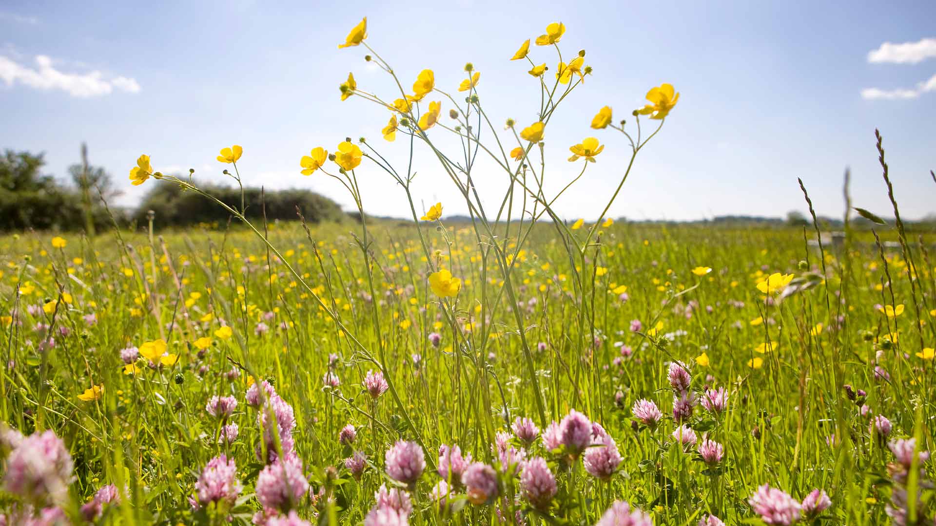 Prairie avec des fleurs