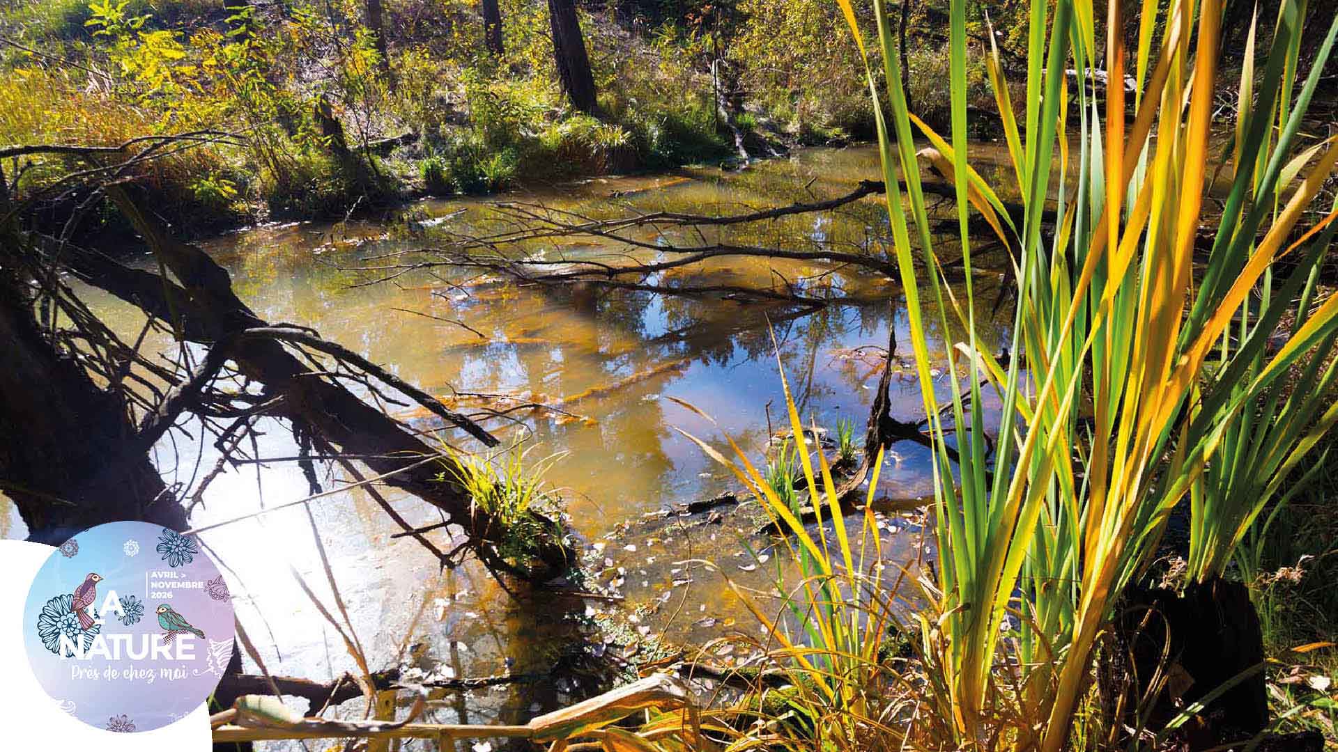 Sortie "Zones humides : une biodiversité à explorer" à Steinbrunn-Le-Bas