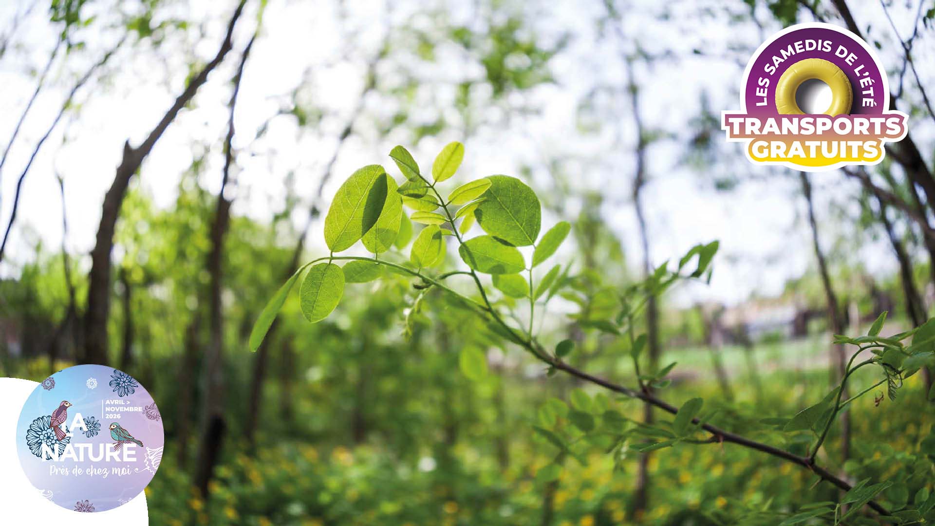 Sortie "À la découverte de la biodiversité en ville" à Mulhouse