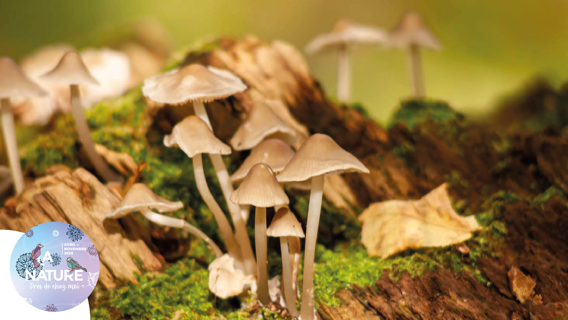 Sortie "Balade au pays des champignons" à Galfingue