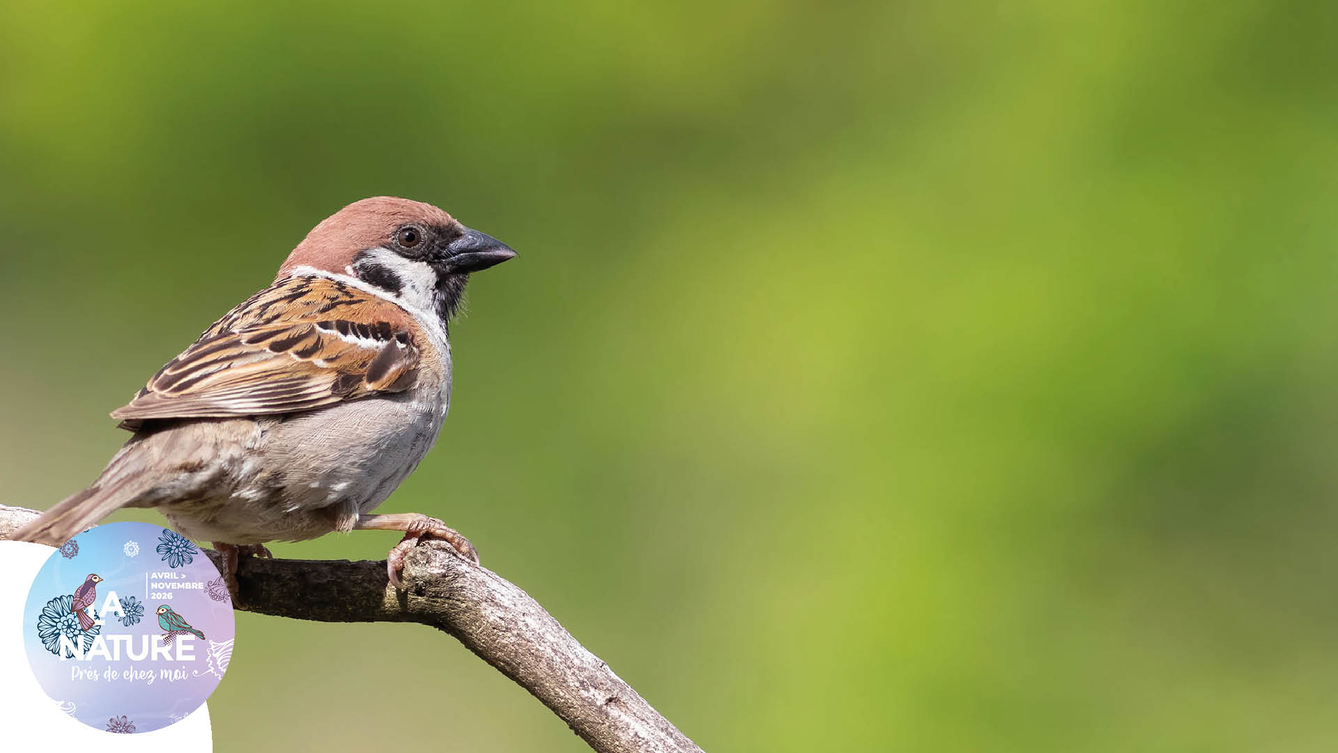 Sortie "Les oiseaux près de chez nous" à Bantzenheim