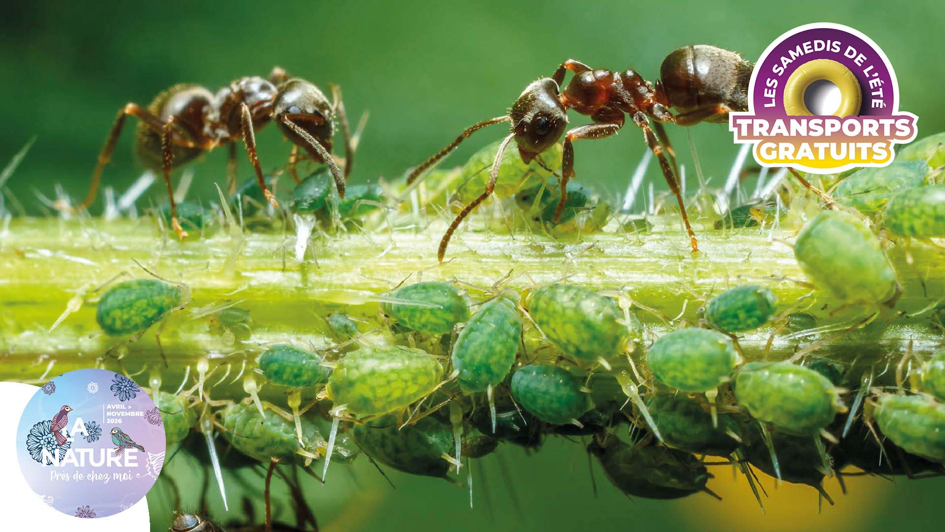 Sortie "Percez les mystères du parasitisme" à Eschentzwiller