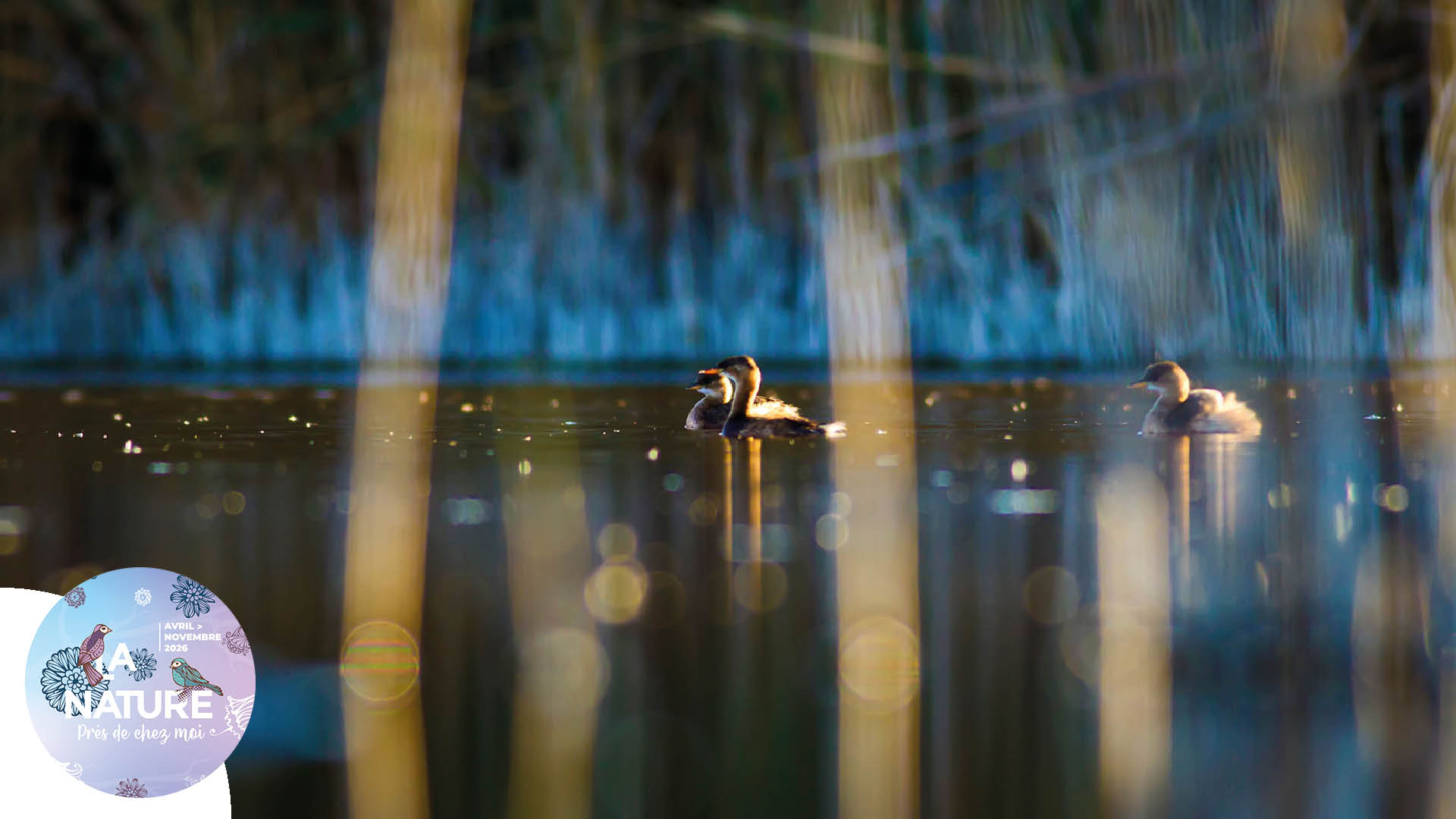 Sortie "Promenade nocturne au Poumon vert" à Kingersheim