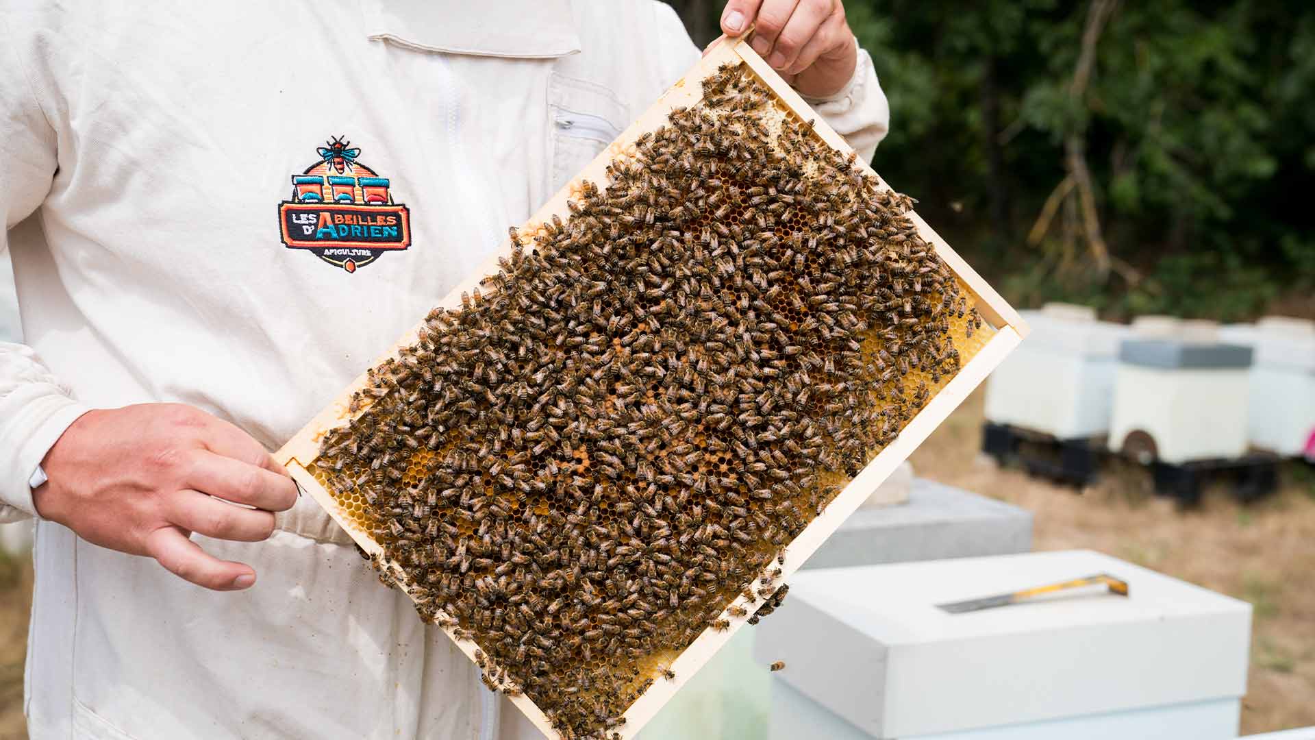 Abeilles "Buckfast"