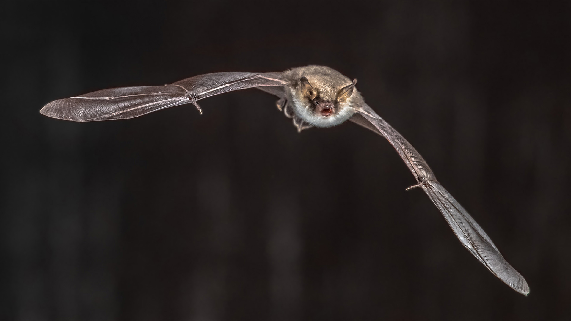 Chauve-souris