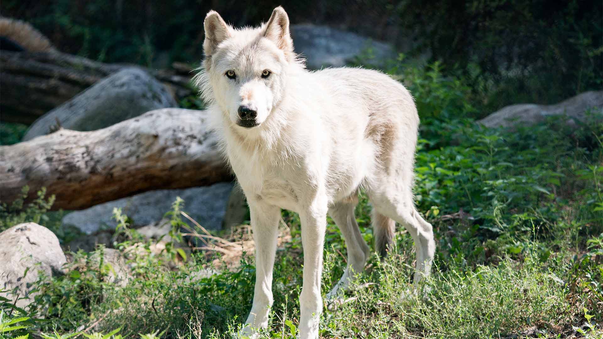 Loup au Parc Zoologique & Botanique de Mulhouse