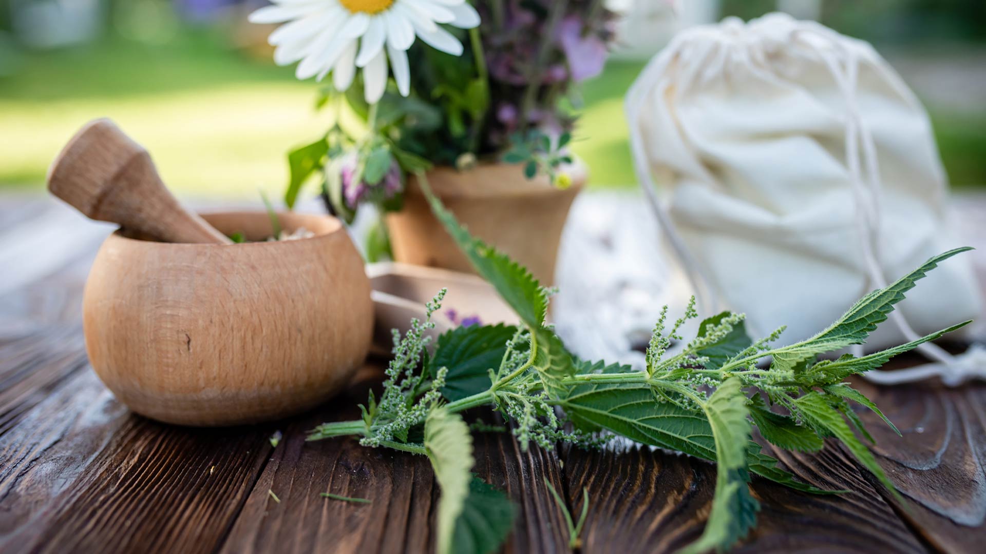 Plantes médicinales